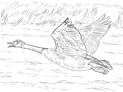 Canada Goose In Flight Coloring Page